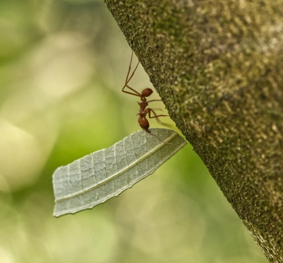Leaf Cutter Ant